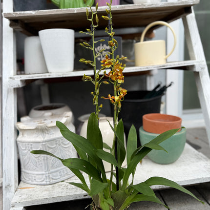 Dancing-Lady Orchid (Tolumnia Orchids-Equitant Oncidiums) live plants