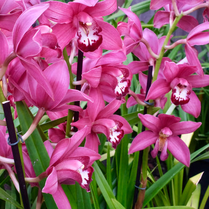 Cymbidium Barrita Twinkle "Nice dark pink"  (boat orchid) live plant