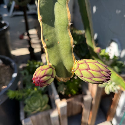 Albino Ocamponis Dragon Fruit Live cutting (12") and rooted plant