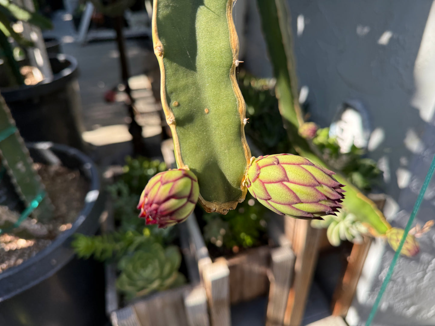 Albino Ocamponis Dragon Fruit Live cutting (12") and rooted plant