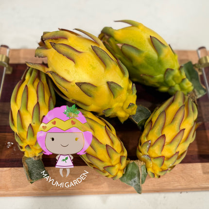 Albino Ocamponis Dragon Fruit Live cutting (12") and rooted plant