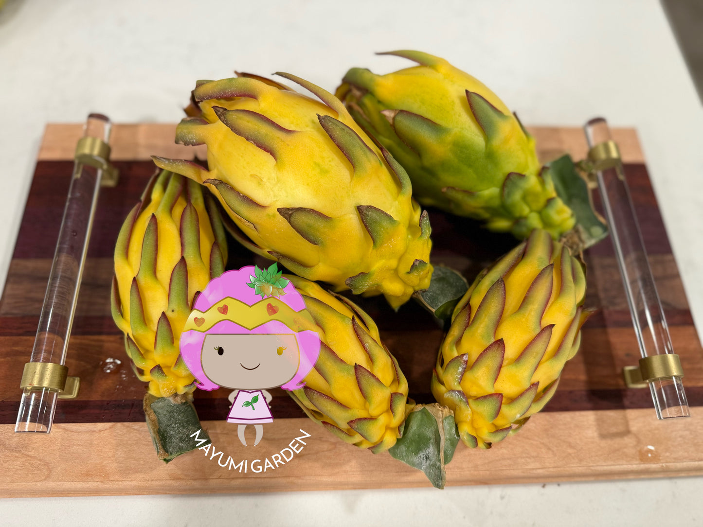 Albino Ocamponis Dragon Fruit Live cutting (12") and rooted plant