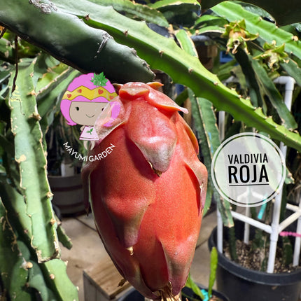 Valdivia Roja Dragon Fruit live plants and cuttings