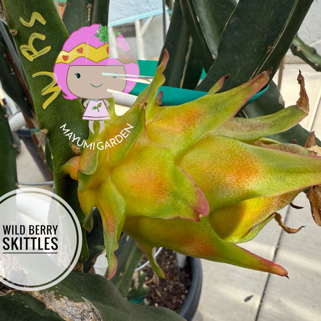 Wild Berry Skittles Dragon Fruit 🌵🍓