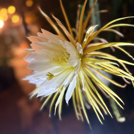Princess of the Night cactus live cuttings (12”)