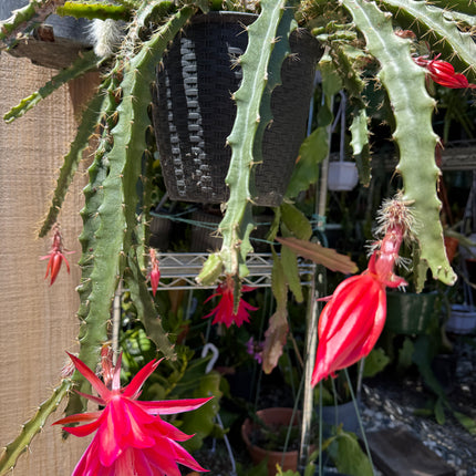 Lucifer Paetz Aporophyllum live cutting