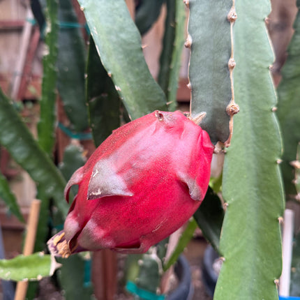 Kraken (Erongka- Purple Ocamponis) dragon fruit live cuttings 12”