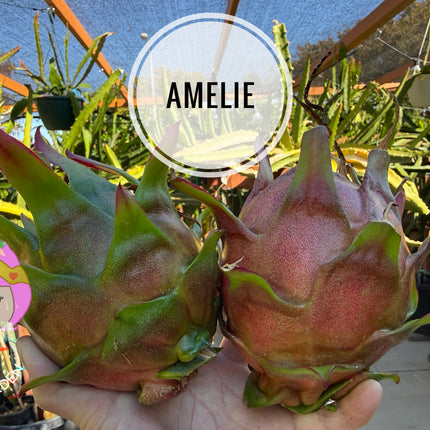 Amelie (Don Burnett ‘s hybrid)