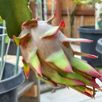 Asunta 5 Starburst Official dragon fruit live cutting (12”)