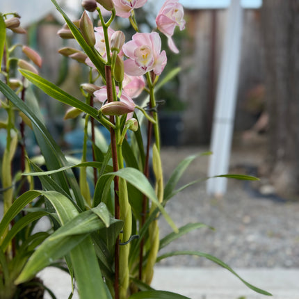 Cymbidium Orchid Blush Pink (Pink Boat Orchid) live plant