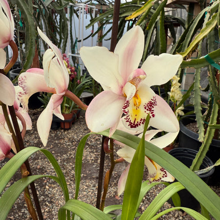 Cymbidium ‘Pink Ice’ (Pink boat orchid) live plant