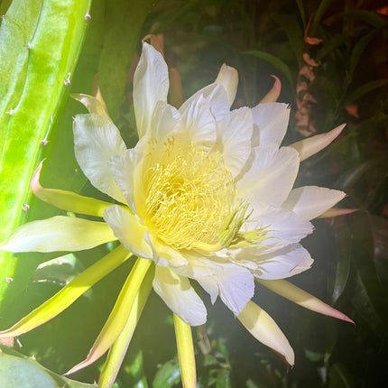 Voodoo Child dragon fruit live cuttings and rooted plants