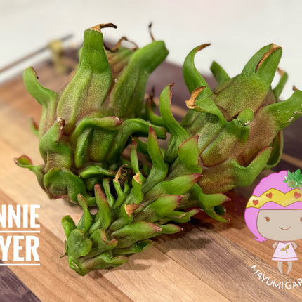 Connie Mayer dragon fruit live cutting (12")