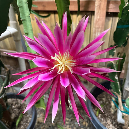 Connie Mayer dragon fruit live cutting (12")