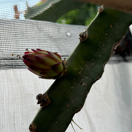 🍊 Orange Giant (Hylocereus hybrid)