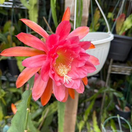 Epiphyllum “Masada”, “Padre” & Zeus-XL rare cuttings 12"