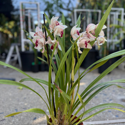 Cymbidium Barrita Sanguine “Pale Pink” live plant