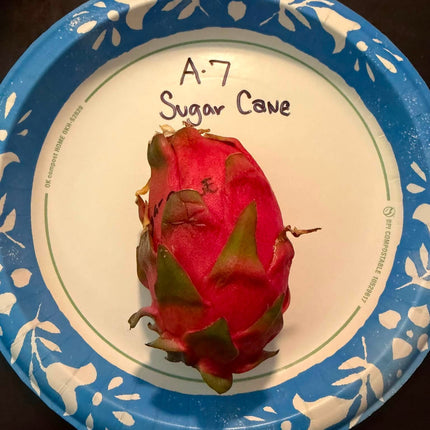 Asunta 7 Sugarcane dragon fruit grafted plant🌸