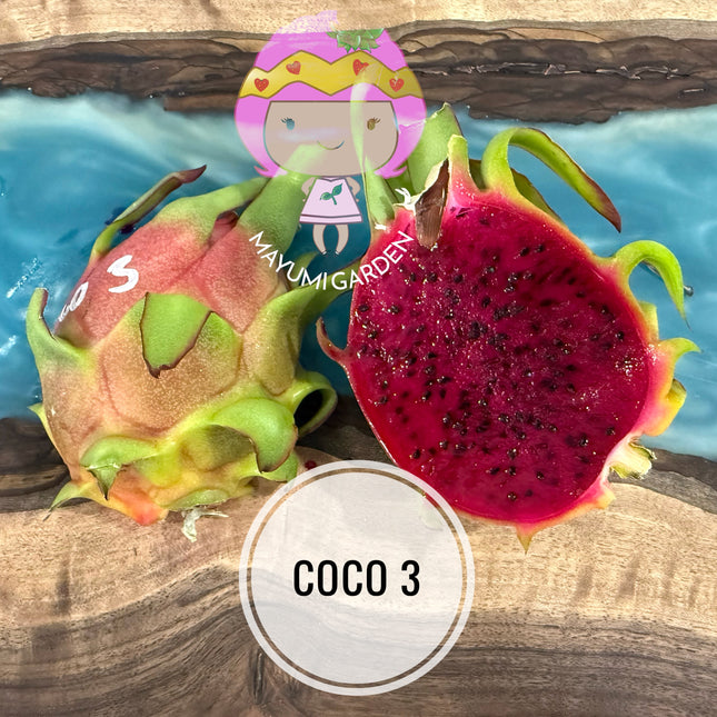 Coco 3