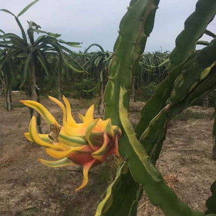 Worth Variegated Dragon Fruit rooted plant