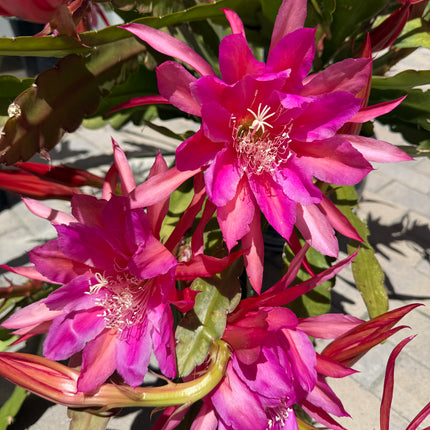 Circus Circus Epiphyllum live cuttings