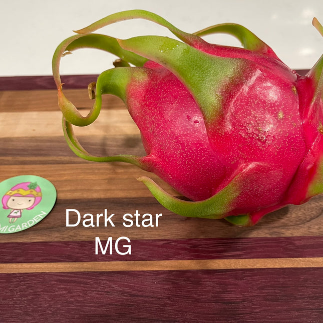 Dark Star dragon fruit live cutting 12"