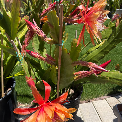 Clarity Happie Hippie rare Epiphyllum live cuttings