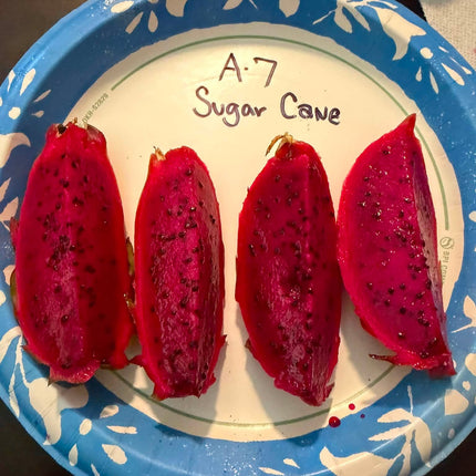 Asunta 7 Sugarcane dragon fruit grafted plant🌸