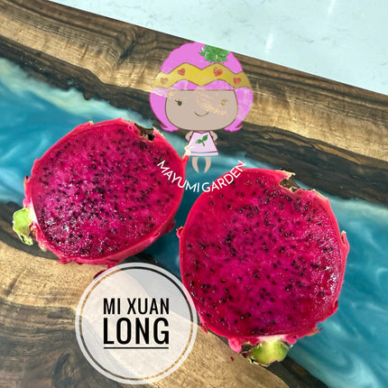 Mi Xuan Long 🔥
