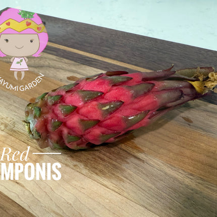 Red Ocamponis Dragon Fruit Cutting