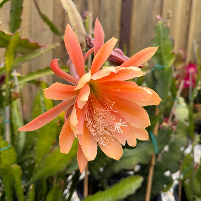 King Midas Epiphyllum live cutting