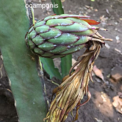 Ocamponis Grilla, Albino, Red and Purple cuttings and rooted plants