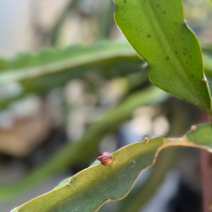 Amelie (Don Burnett ‘s hybrid) dragon fruit cutting (12") and rooted plant