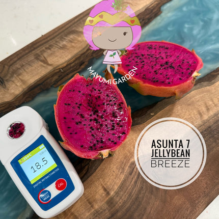Jellybean Breeze (Asunta 7)
