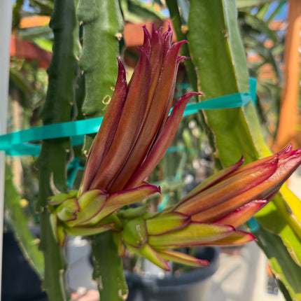 Kinsley Dragon Fruit Cutting