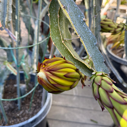 Ocamponis cristal dragon fruit live cutting (12")