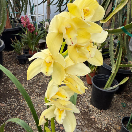 Cymbidium Foxfire Mini Pharaoh 'Malcome' cross hybrid live plant