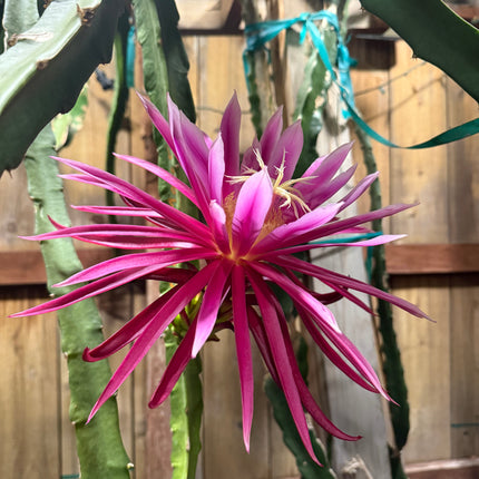 Connie Mayer dragon fruit live cutting (12")