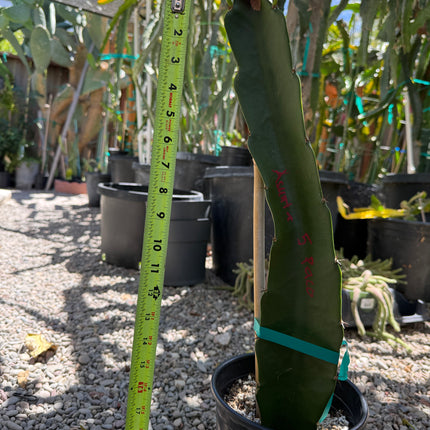 Asunta 5 Paco Dragon Fruit rooted plant (18-20” Tall)