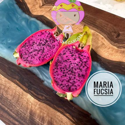 Maria Fucsia
