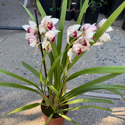 Cymbidium Barrita Sanguine “Pale Pink” live plant