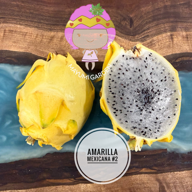 Amarilla Mexicana #2 (Amarilla 2 Oaxaca)