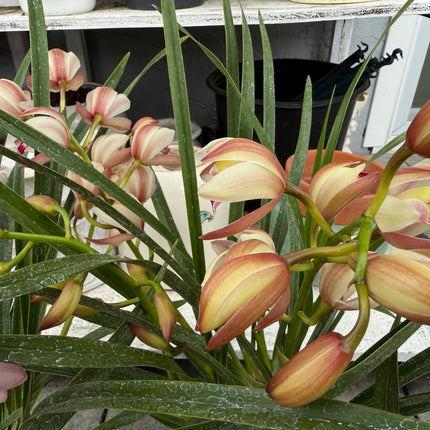 Cymbidium Baby Pink (Boat orchid) live plants