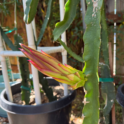 Riona Dragon Fruit live cutting (12")