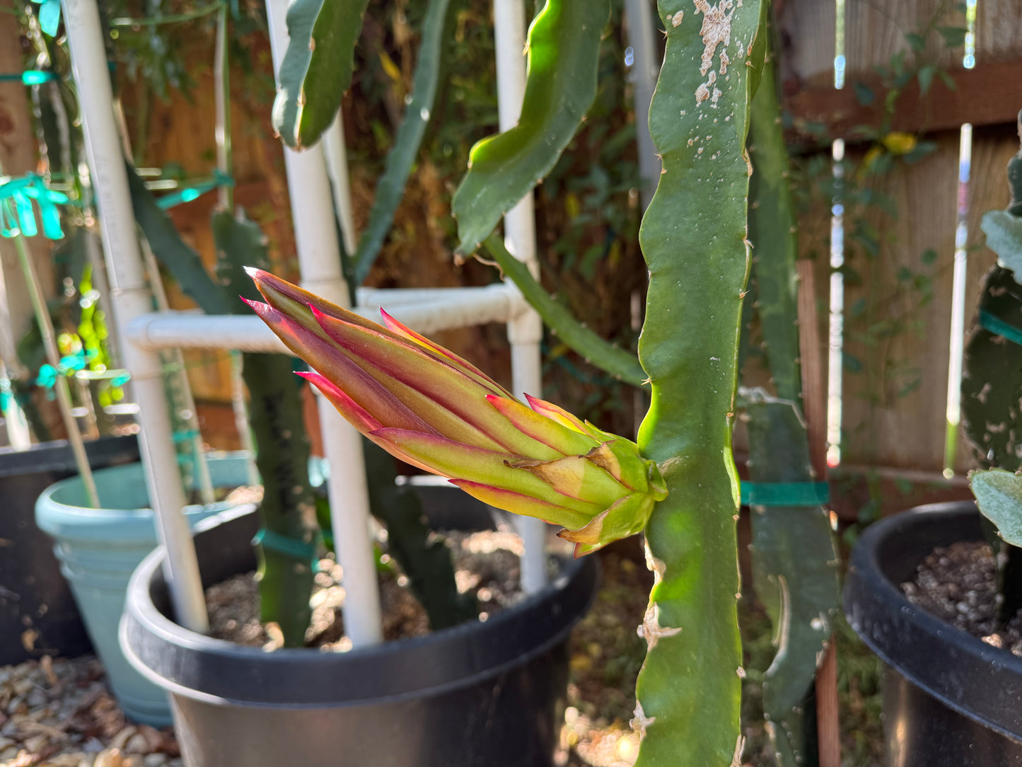 Riona Dragon Fruit live cutting (12")