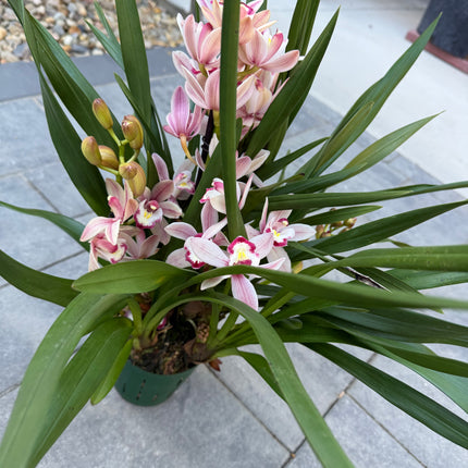 Cymbidium Romantic Sakura