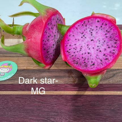Dark Star dragon fruit live cutting 12"