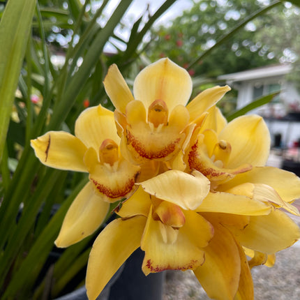 Yellow Cymbidium (Yellow Boat Orchid) live plant