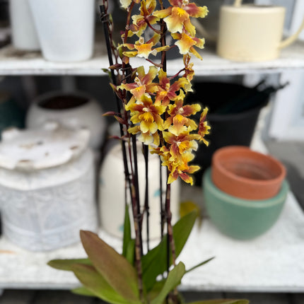 Dancing-Lady Orchid (Ons. Catatante ‘Orange Kiss’)