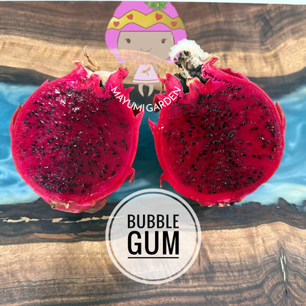 Bubble Gum